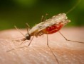 /album/fotogaleria/mosquito-malaria-jpg/
