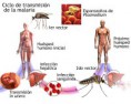 /album/fotogaleria/protocolo-mms-malaria-jpg1/